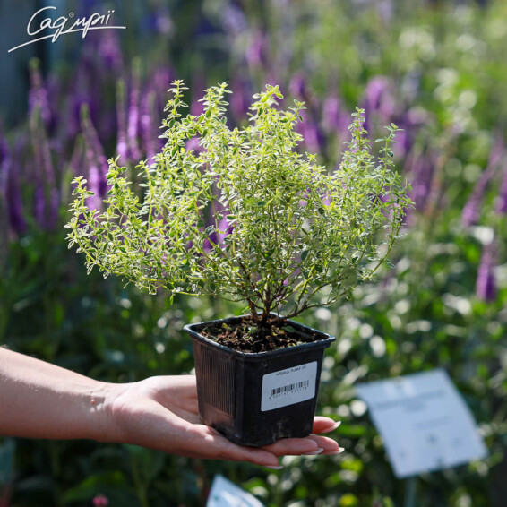 Чебрець 'Aurea' #1, p9 - - 1