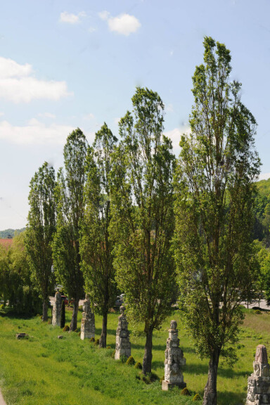 Тополь чёрный ‘Italica’ - 6