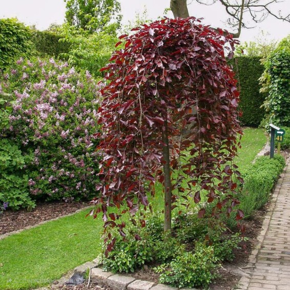 Бук лесной 'Purpurea Pendula' - 5